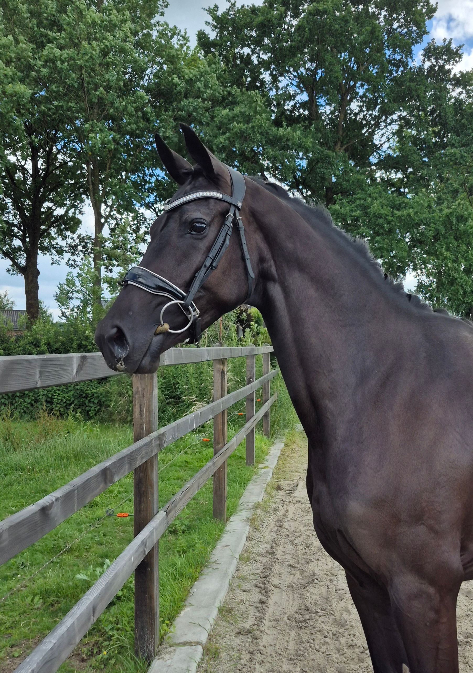 kwpn dressuurpaard merrie 3 歳 zwart 売り出し中 - 写真 4