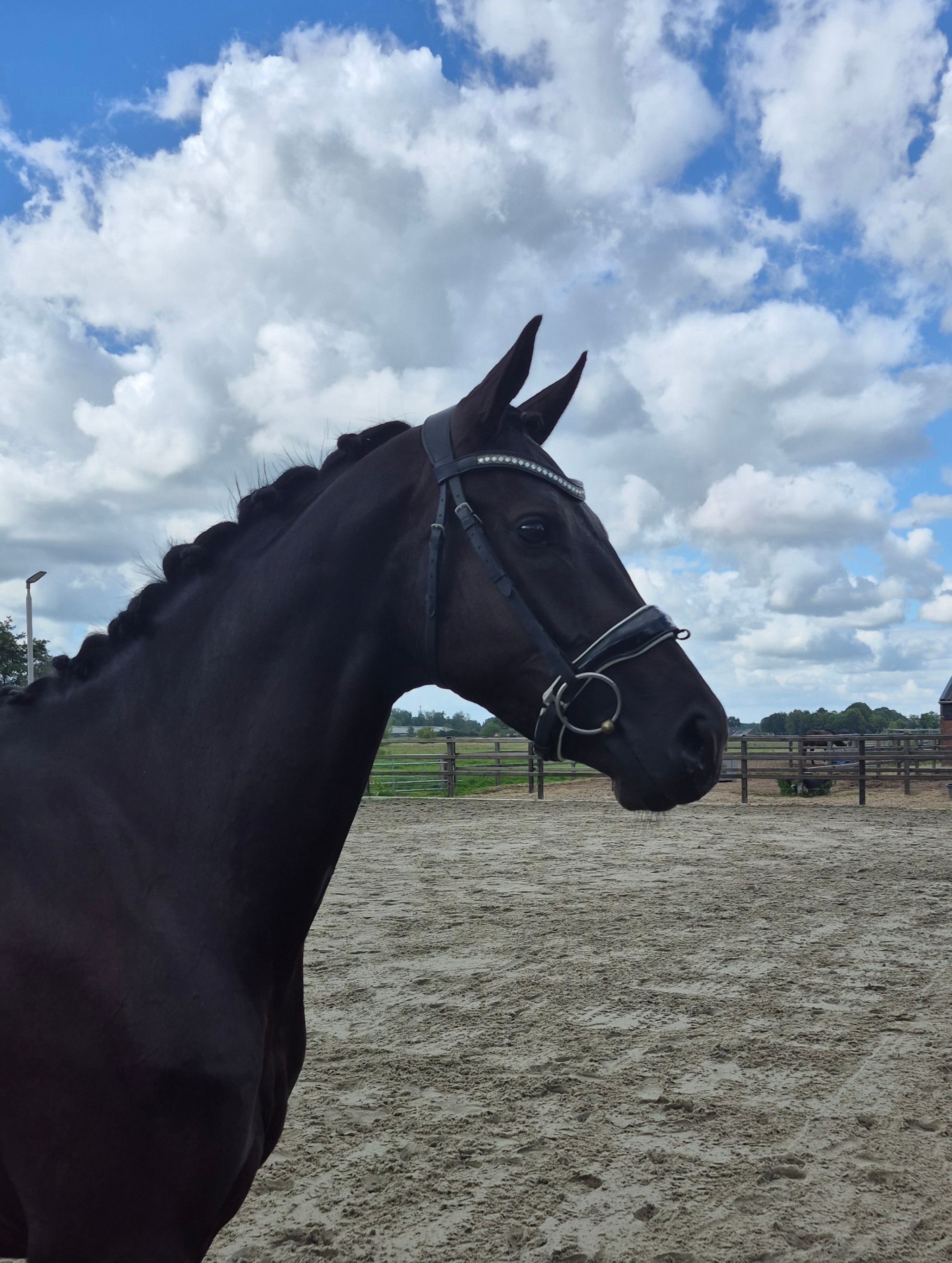kwpn dressuurpaard merrie 3 歳 zwart 売り出し中 - 写真 3