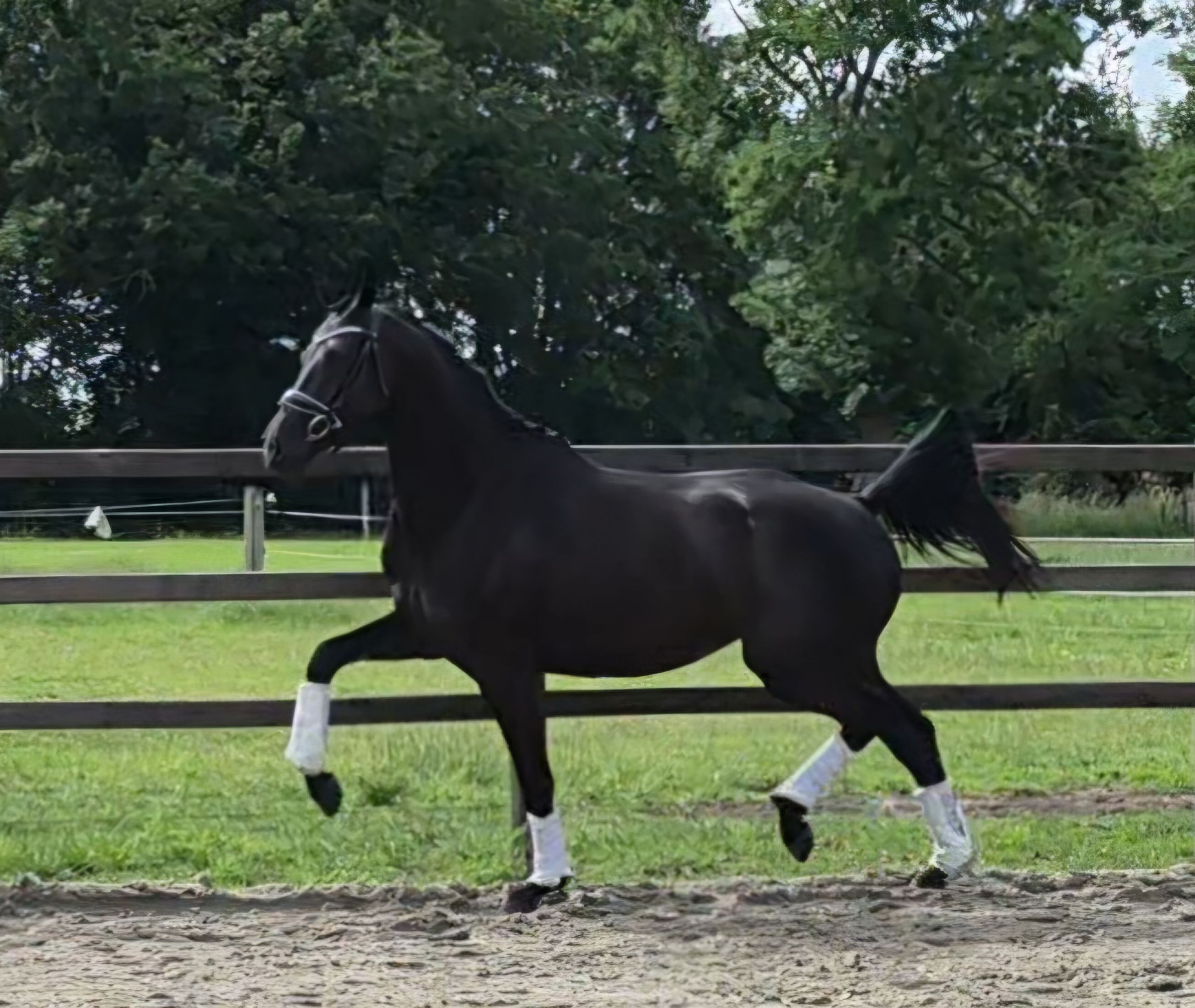 有望な3歳KWPN馬場馬術用牝馬 | McLaren x Johnson x