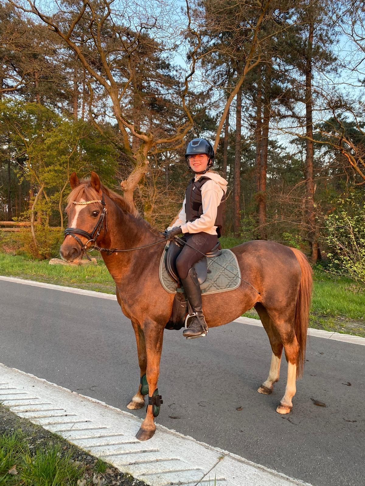 welsh allround-pony ruin 17 vuotta donkerbruin myytävänä - Kuva 2