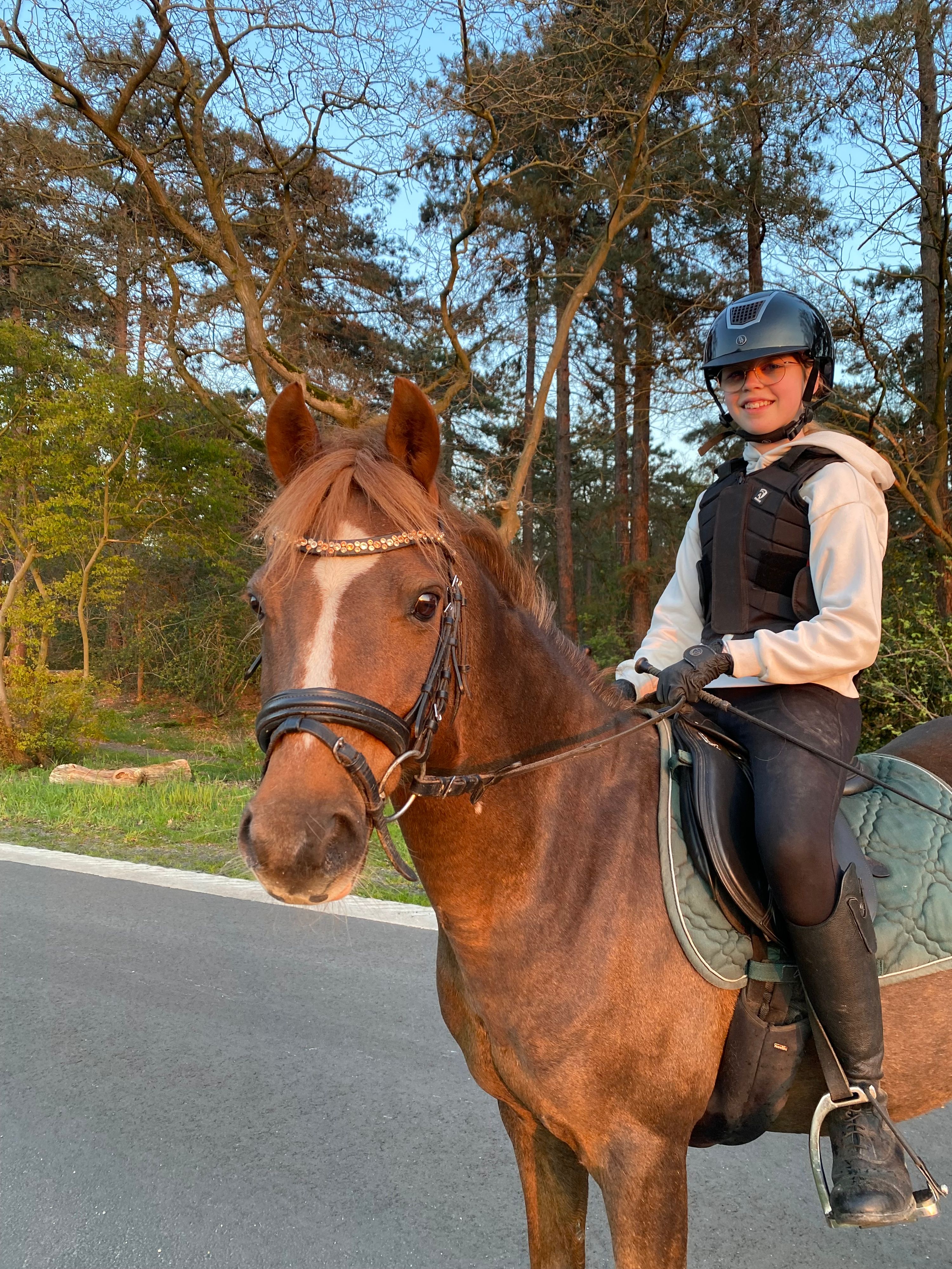 welsh allround-pony ruin 17 vuotta donkerbruin myytävänä - Kuva 3