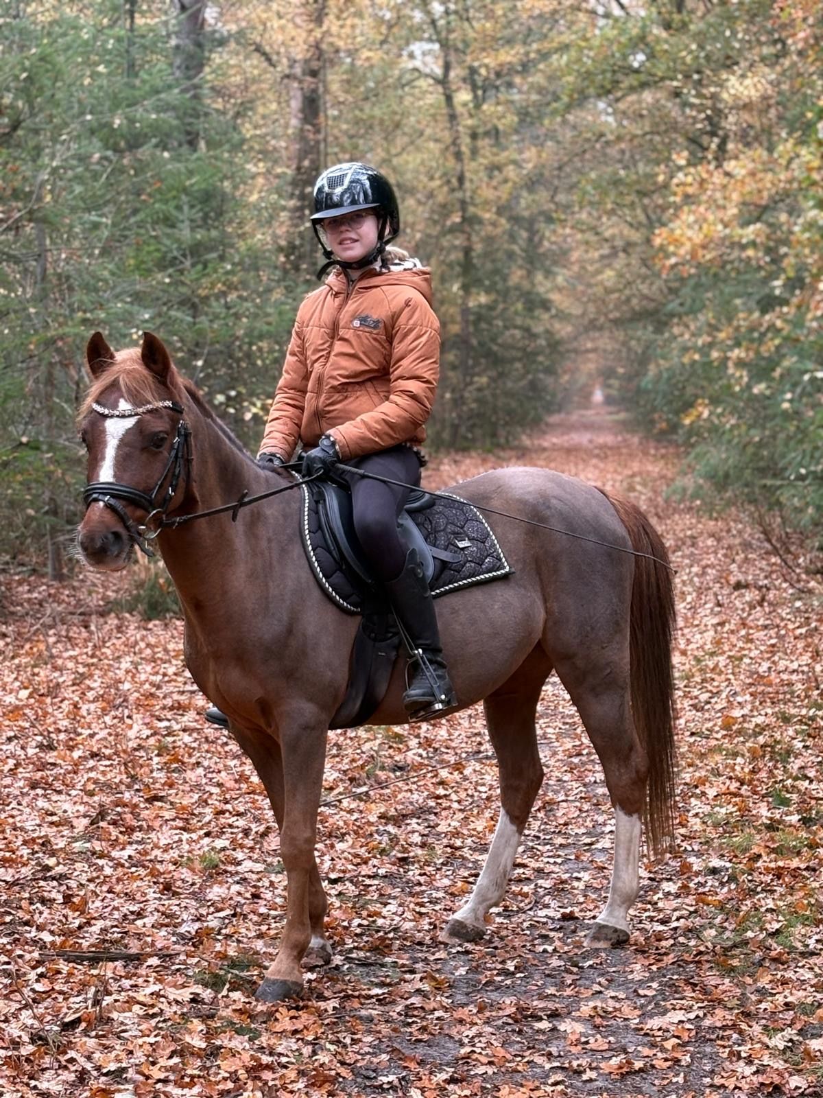 welsh allround-pony ruin 17 vuotta donkerbruin myytävänä - Kuva 4