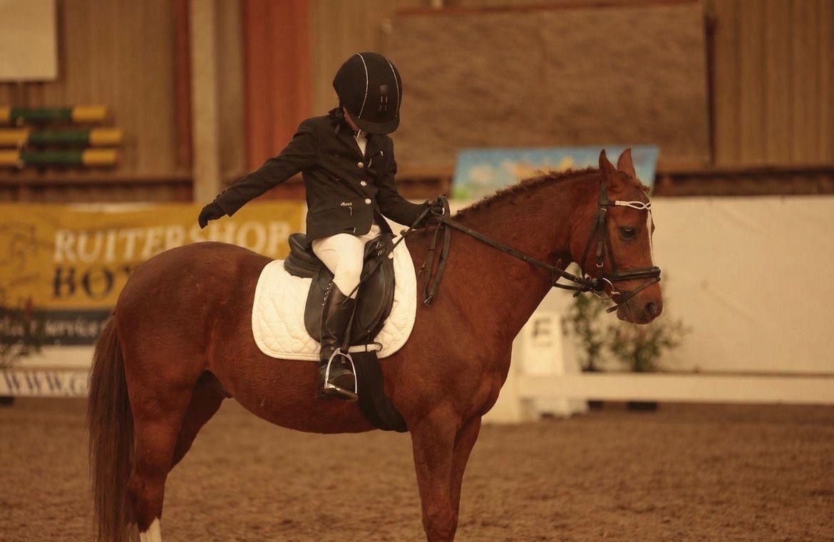 welsh allround-pony ruin 17 vuotta donkerbruin myytävänä - Kuva 6