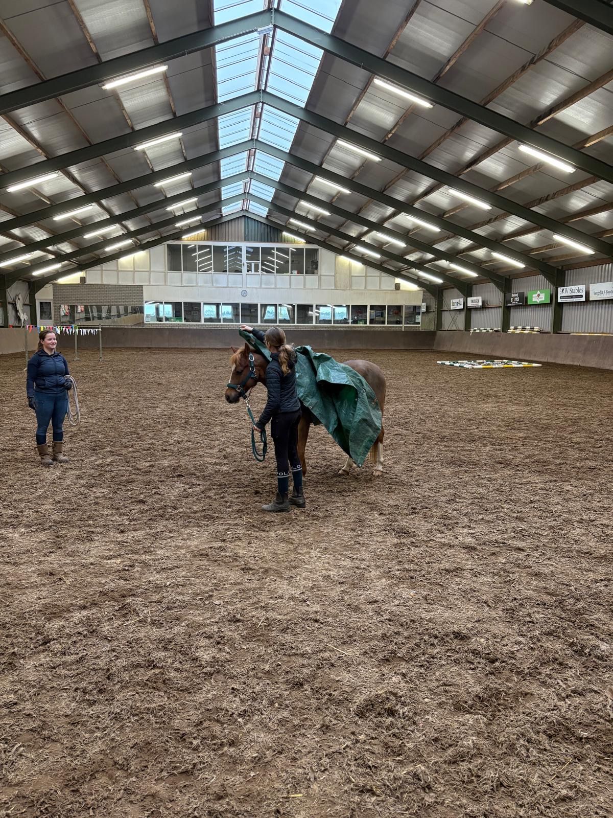 welsh allround-pony ruin 17 vuotta donkerbruin myytävänä - Kuva 5