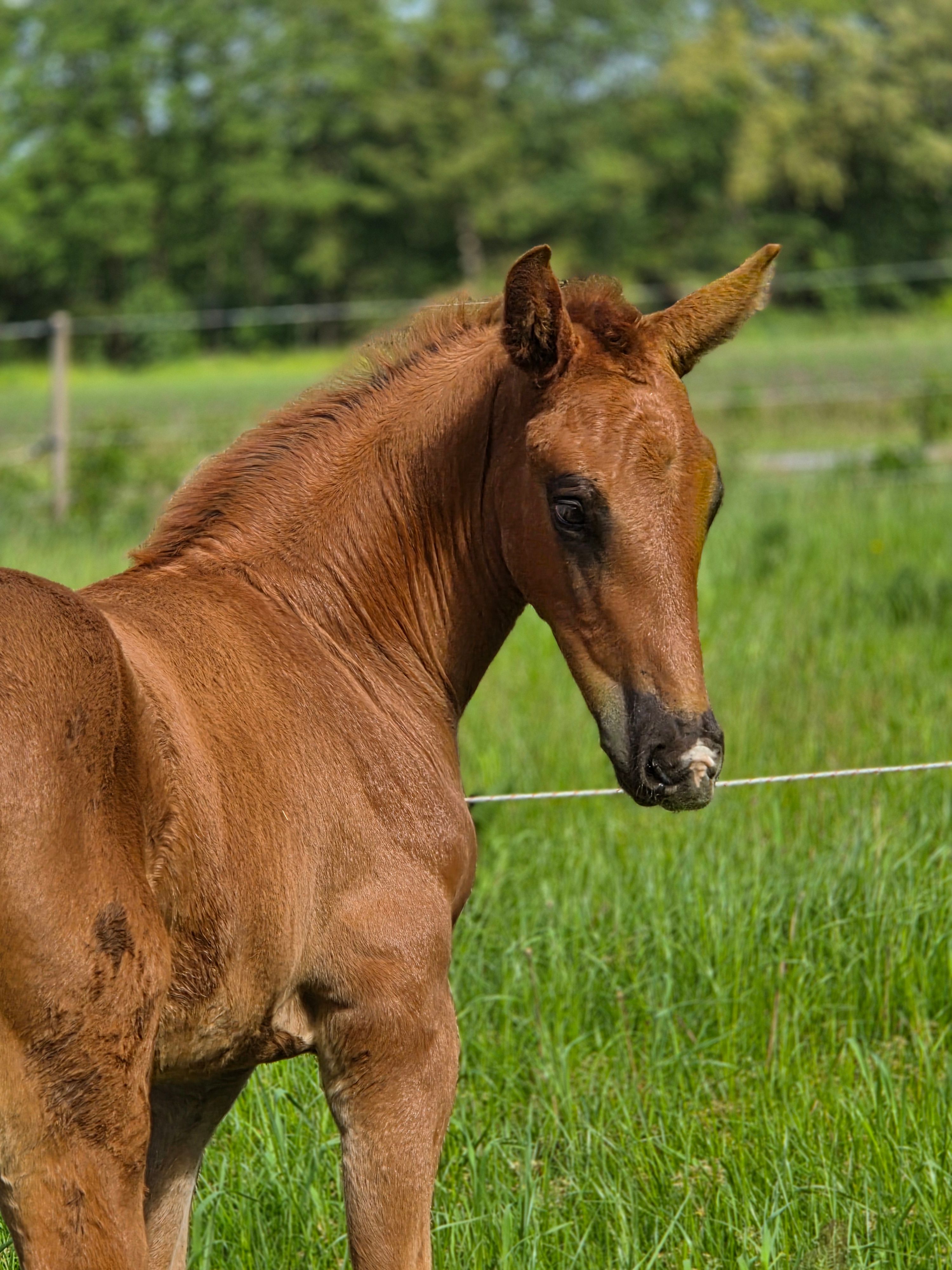 kwpn dressuurpaard hengst 0 years old vos for sale - Photo 2