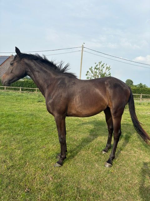 bwp springpaard merrie 2 jaar donkerbruin te koop - Foto 2
