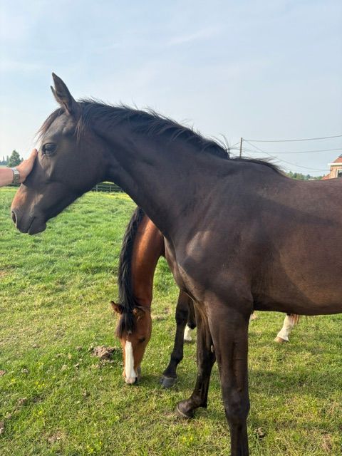 bwp springpaard merrie 2 jaar donkerbruin te koop - Foto 3