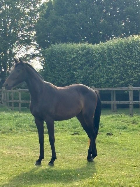 bwp springpaard merrie 2 jaar donkerbruin te koop - Foto 4