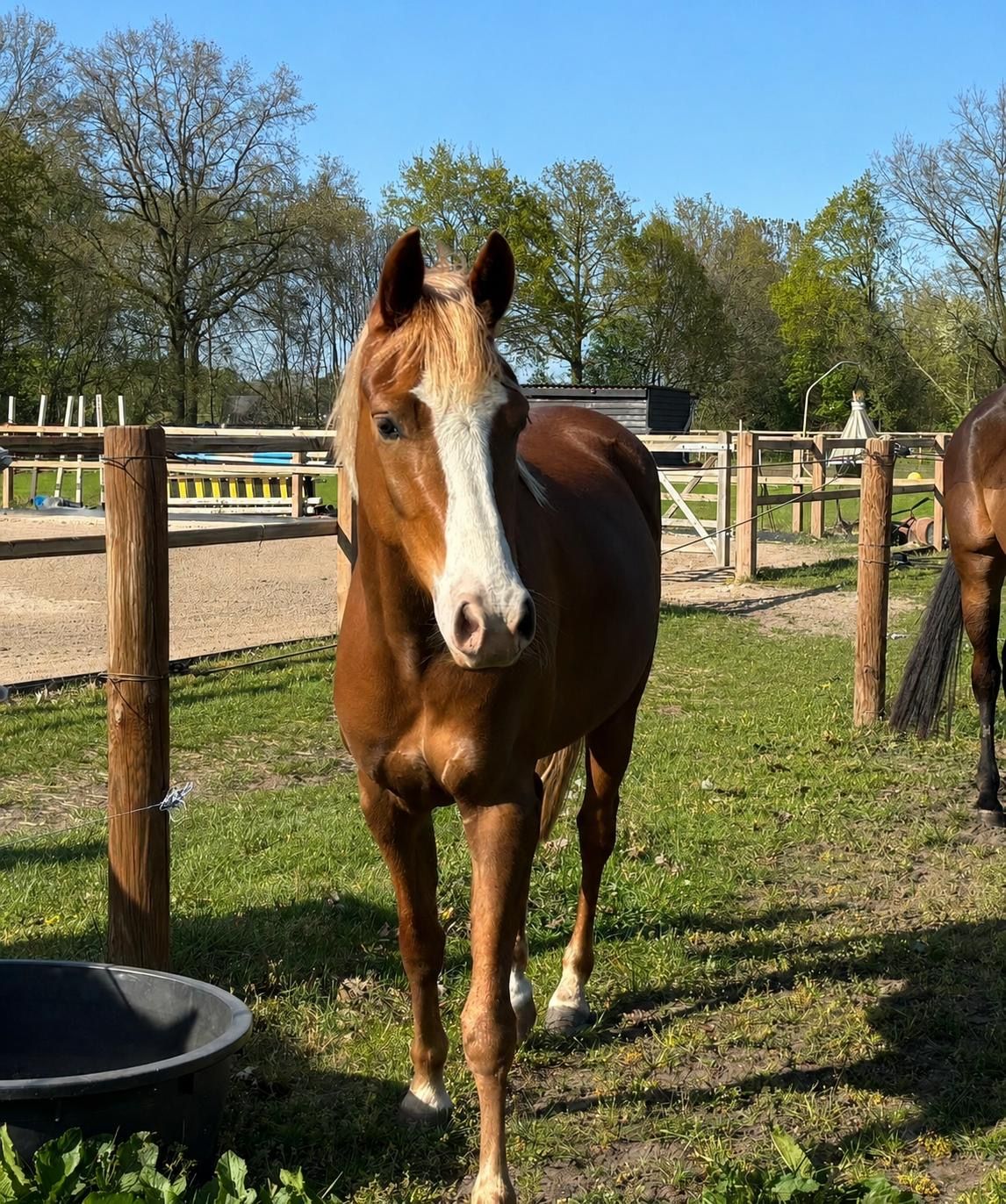 nrps springpony merrie 4 år vos till salu - Foto 2