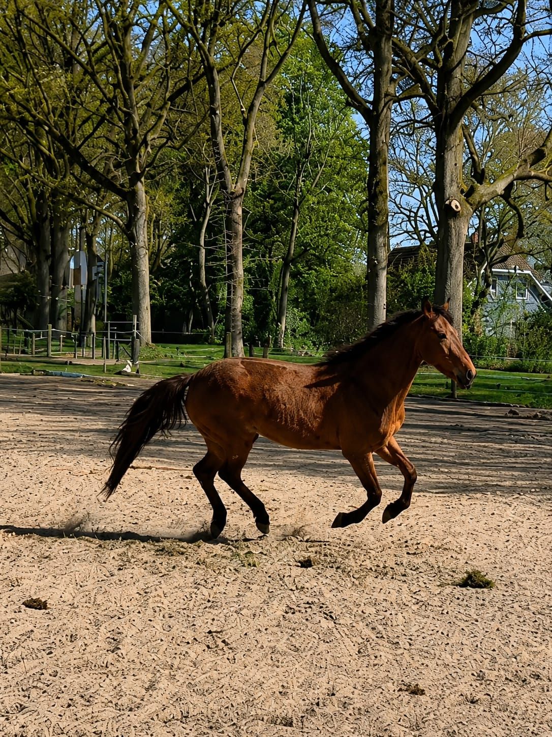 new-forest pony ruin 4 rokov na predaj - Foto 2