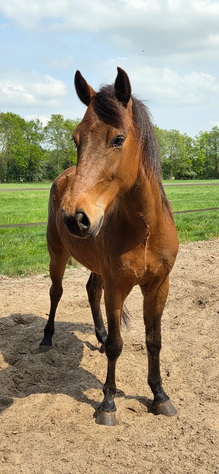 new-forest pony ruin 4 rokov na predaj - Foto 4