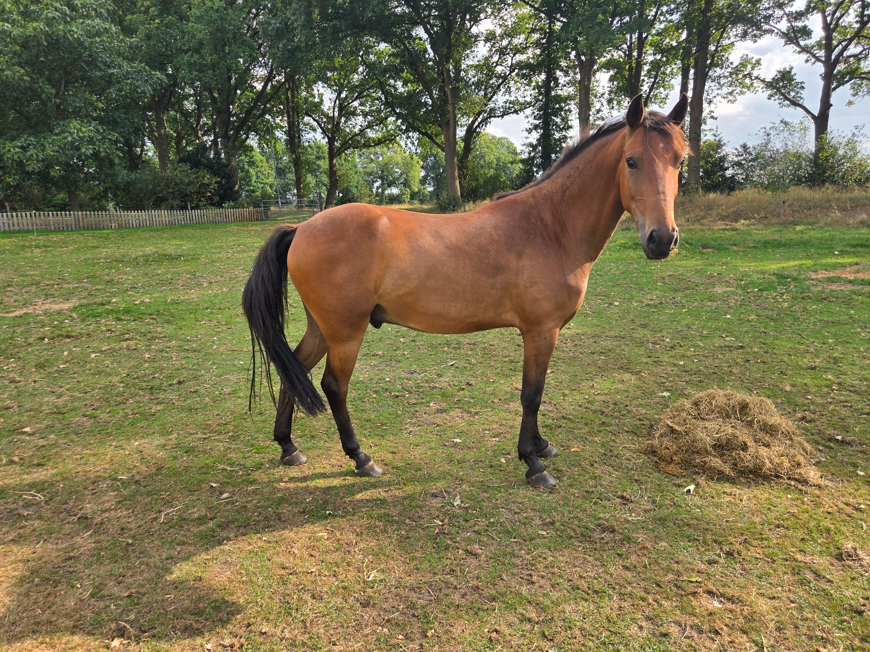 new-forest pony ruin 4 rokov na predaj - Foto 5