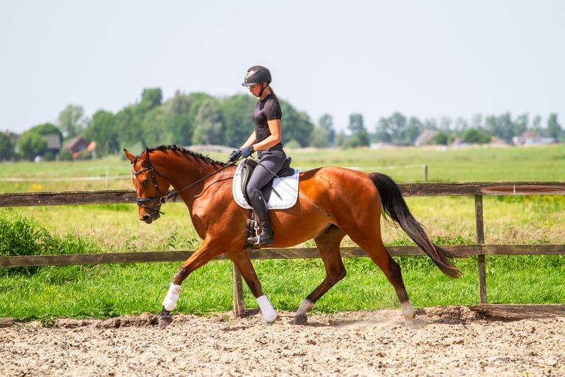 kwpn springpaard merrie 4 år bruin till salu - Foto 2