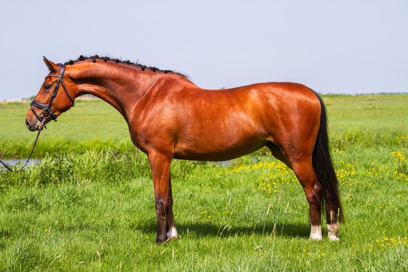 kwpn springpaard merrie 4 år bruin till salu - Foto 3