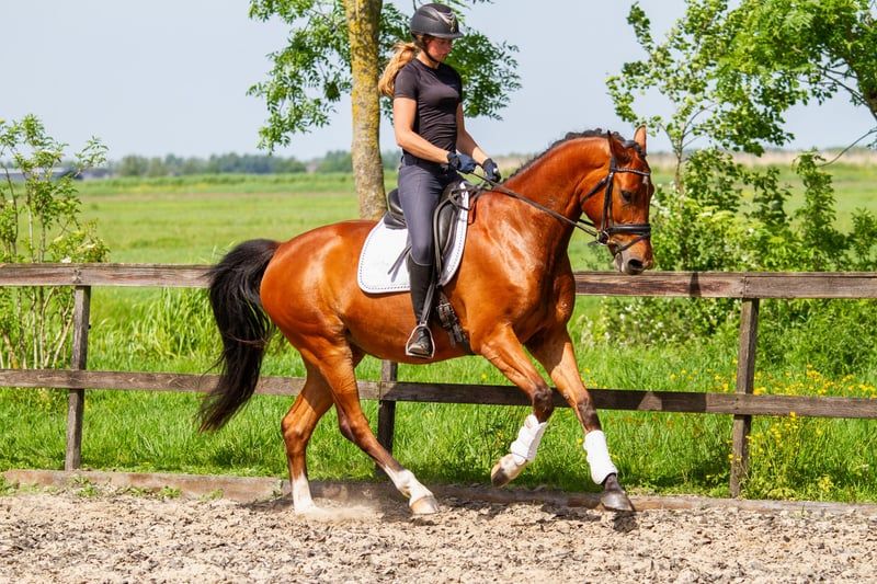 kwpn springpaard merrie 4 år bruin till salu - Foto 4