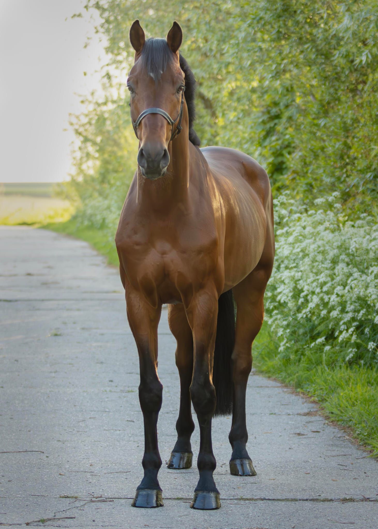 kwpn dressuurpaard ruin 6 years old for sale - Main photo