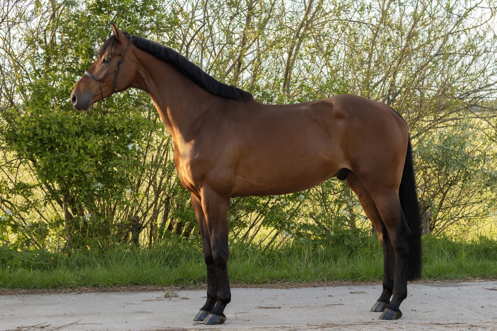 kwpn dressuurpaard ruin 6 years old for sale - Photo 3