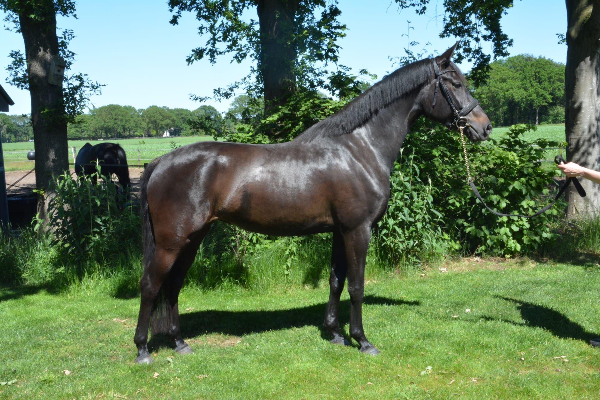 kwpn dressuurpaard merrie 5 jaar donkerbruin te koop - Hoofdfoto
