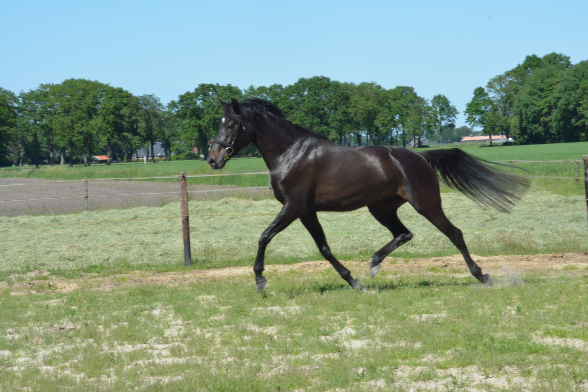 kwpn dressuurpaard merrie 5 jaar donkerbruin te koop - Foto 3