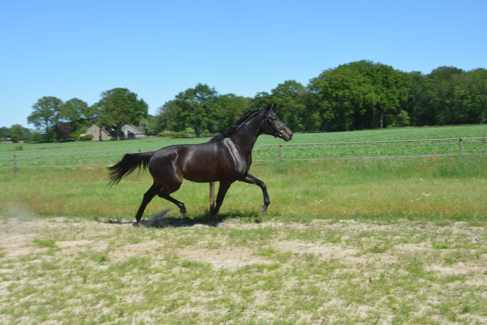 kwpn dressuurpaard merrie 5 jaar donkerbruin te koop - Foto 5