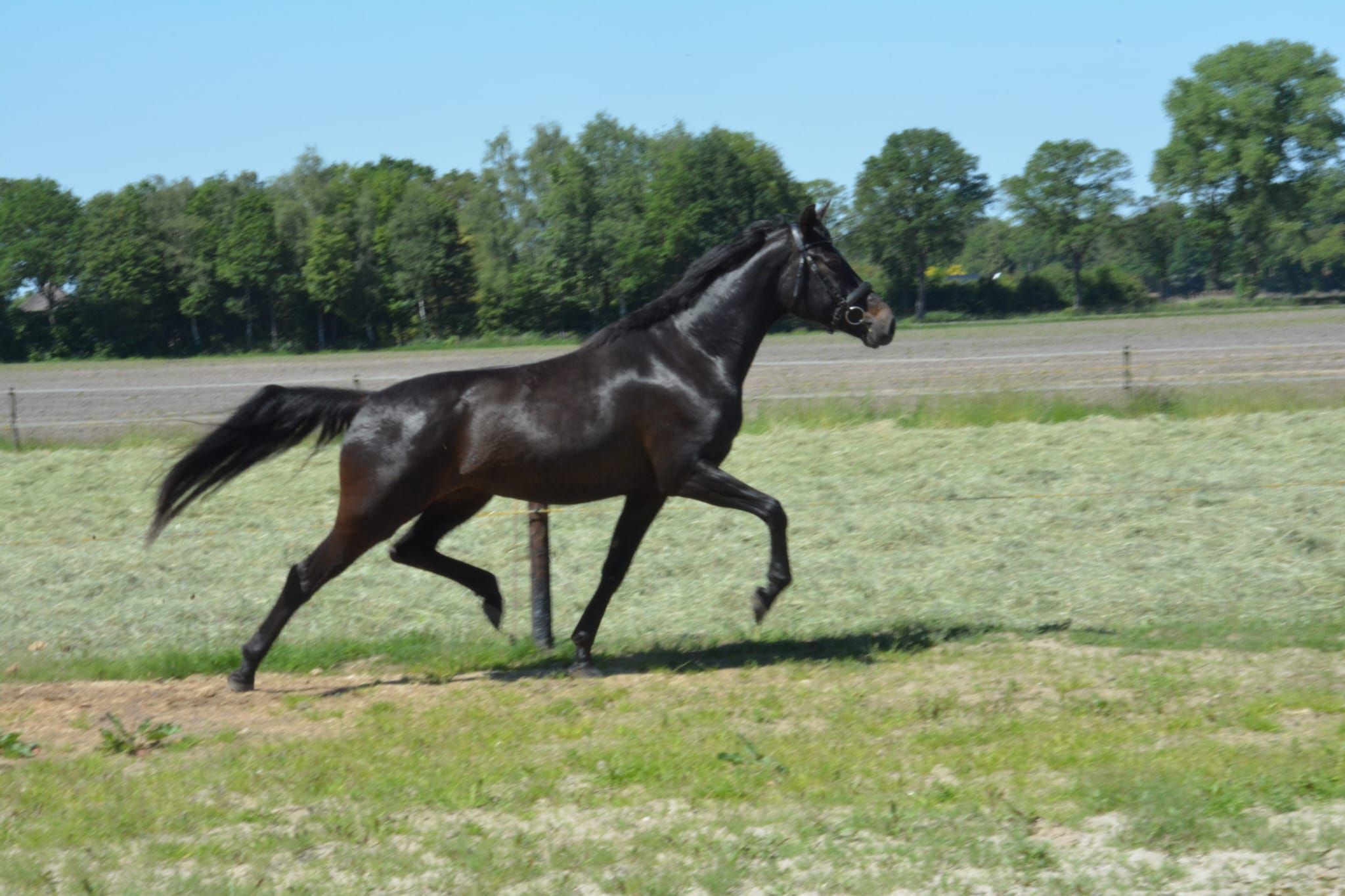 kwpn dressuurpaard merrie 5 jaar donkerbruin te koop - Foto 2