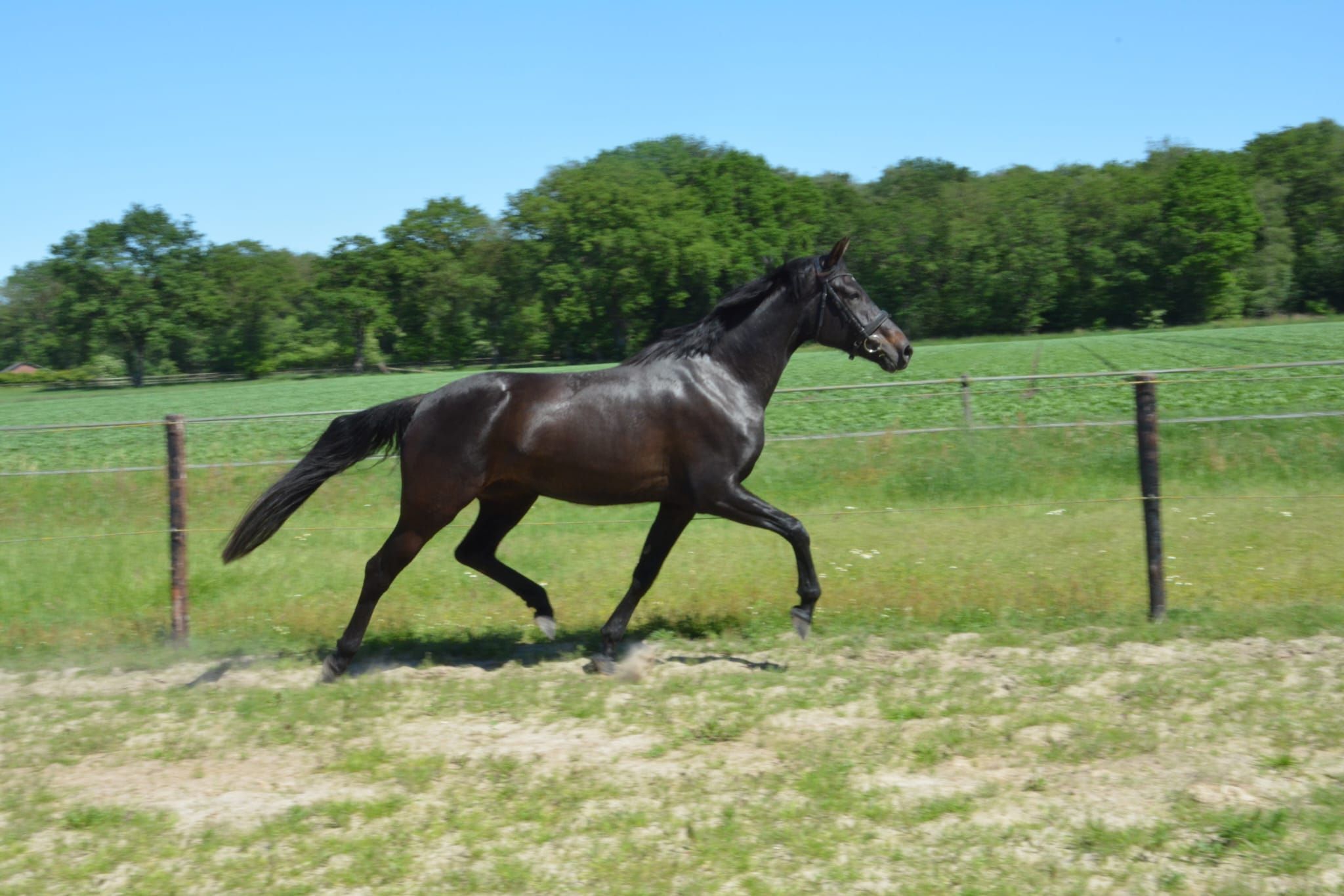 kwpn dressuurpaard merrie 5 jaar donkerbruin te koop - Foto 4