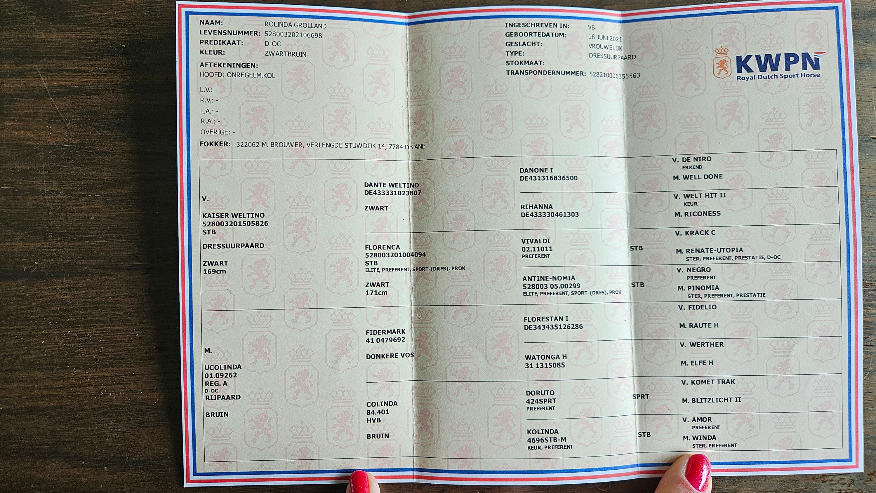 kwpn dressuurpaard merrie 5 jaar donkerbruin te koop - Foto 6