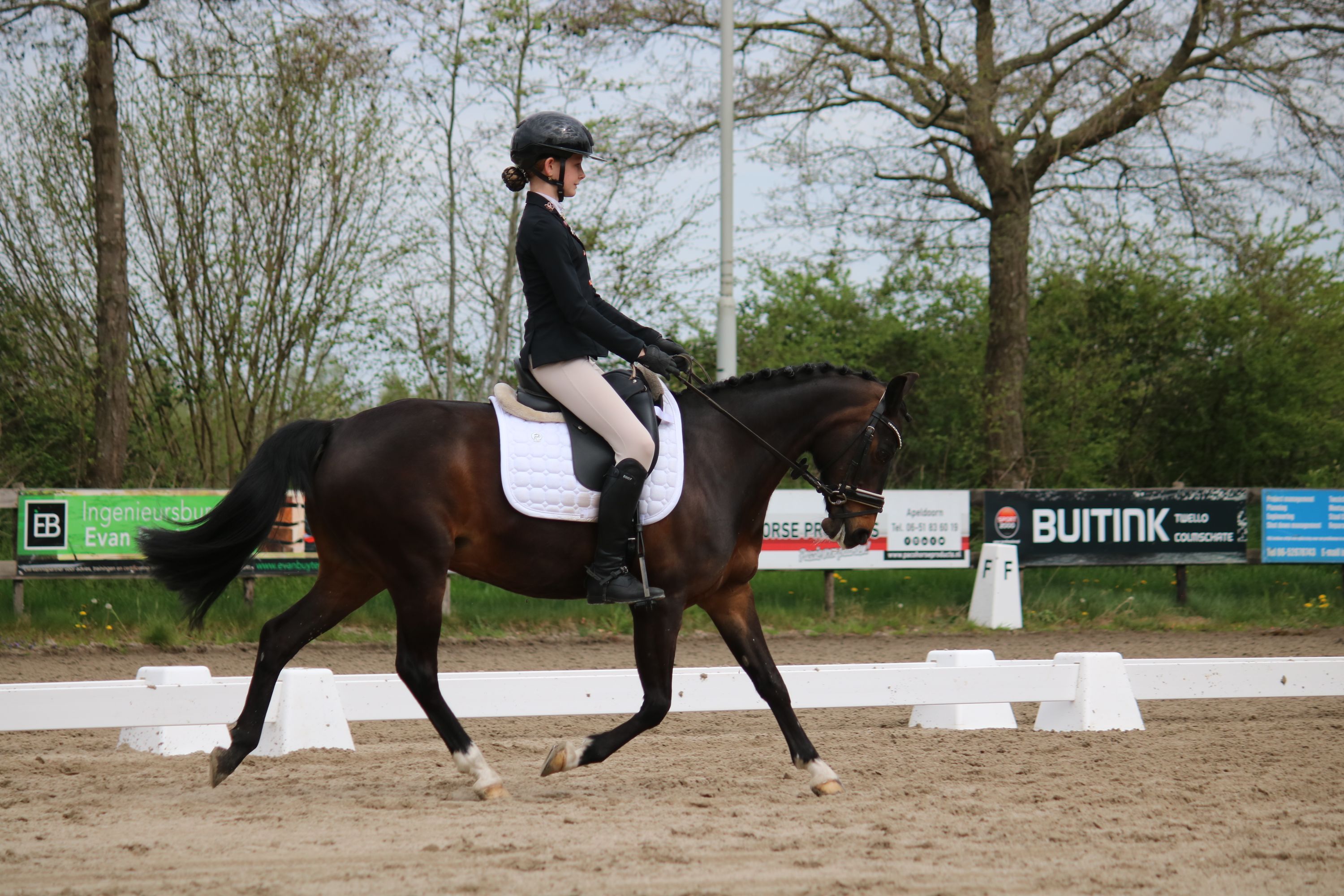 new-forest allround-pony merrie 16 jaar te koop - Foto 2