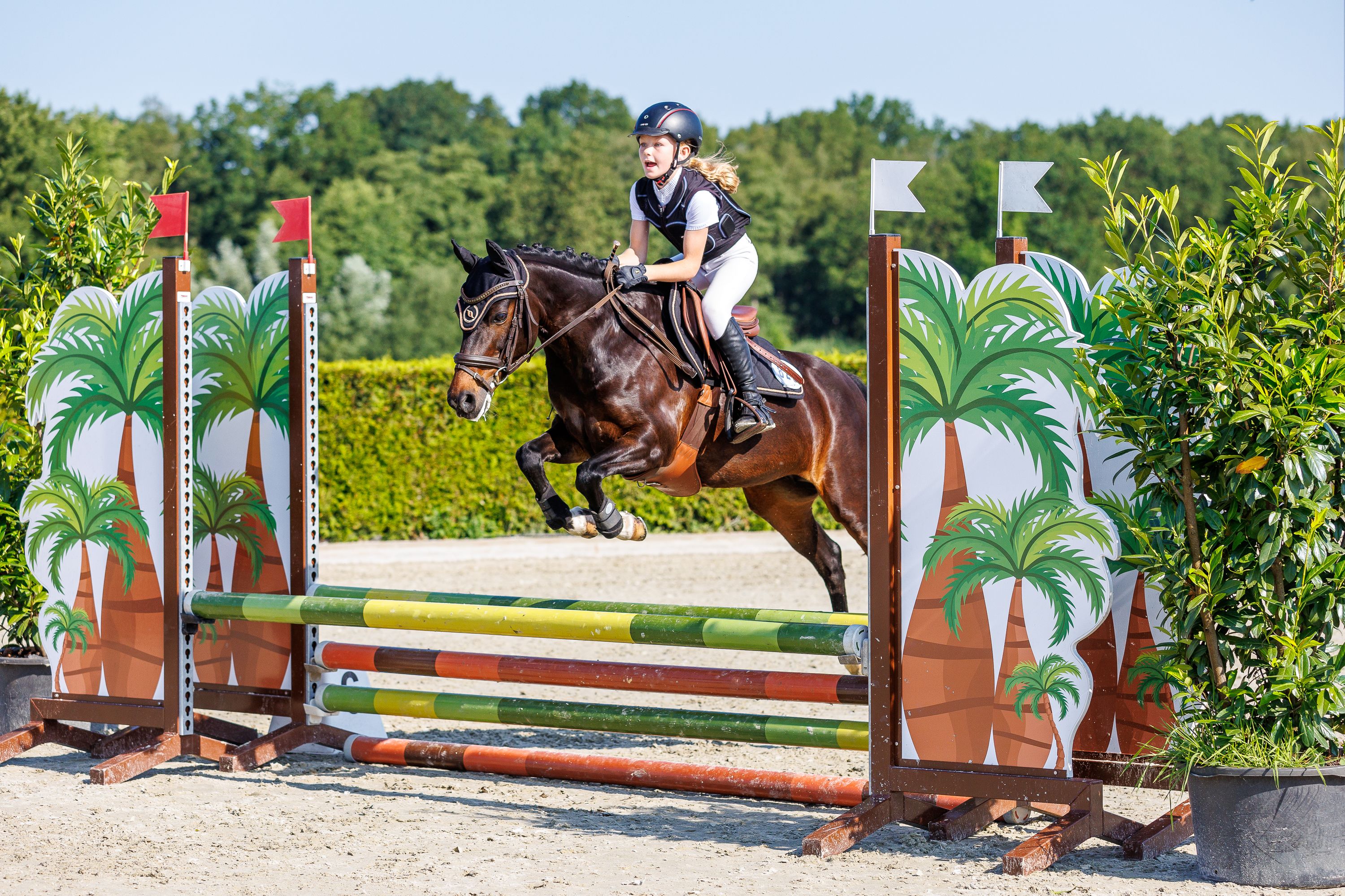 new-forest allround-pony merrie 16 jaar te koop - Foto 4