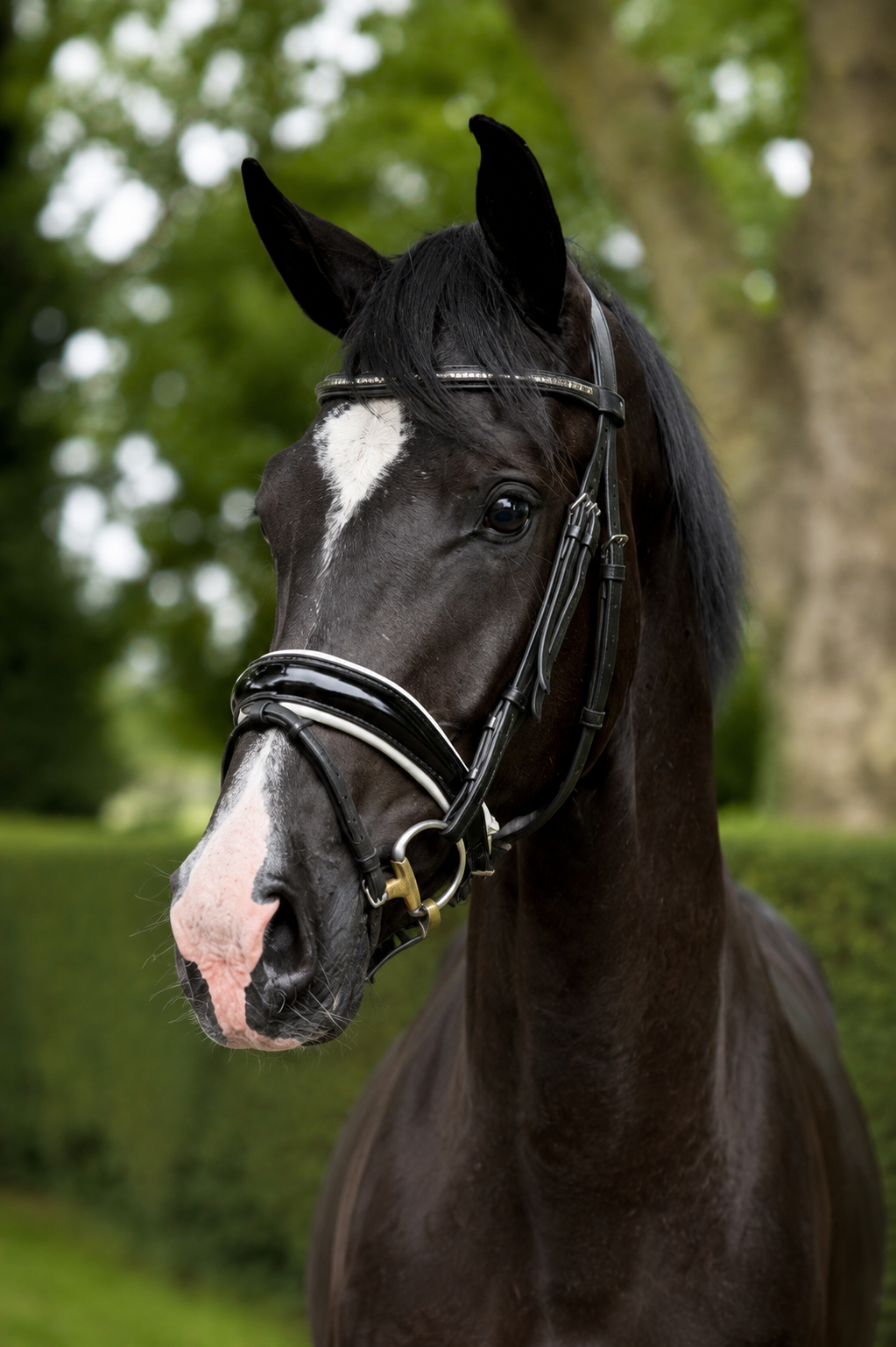 Prometteuse jument de dressage de 3 ans (Bloomberg x Desperado)