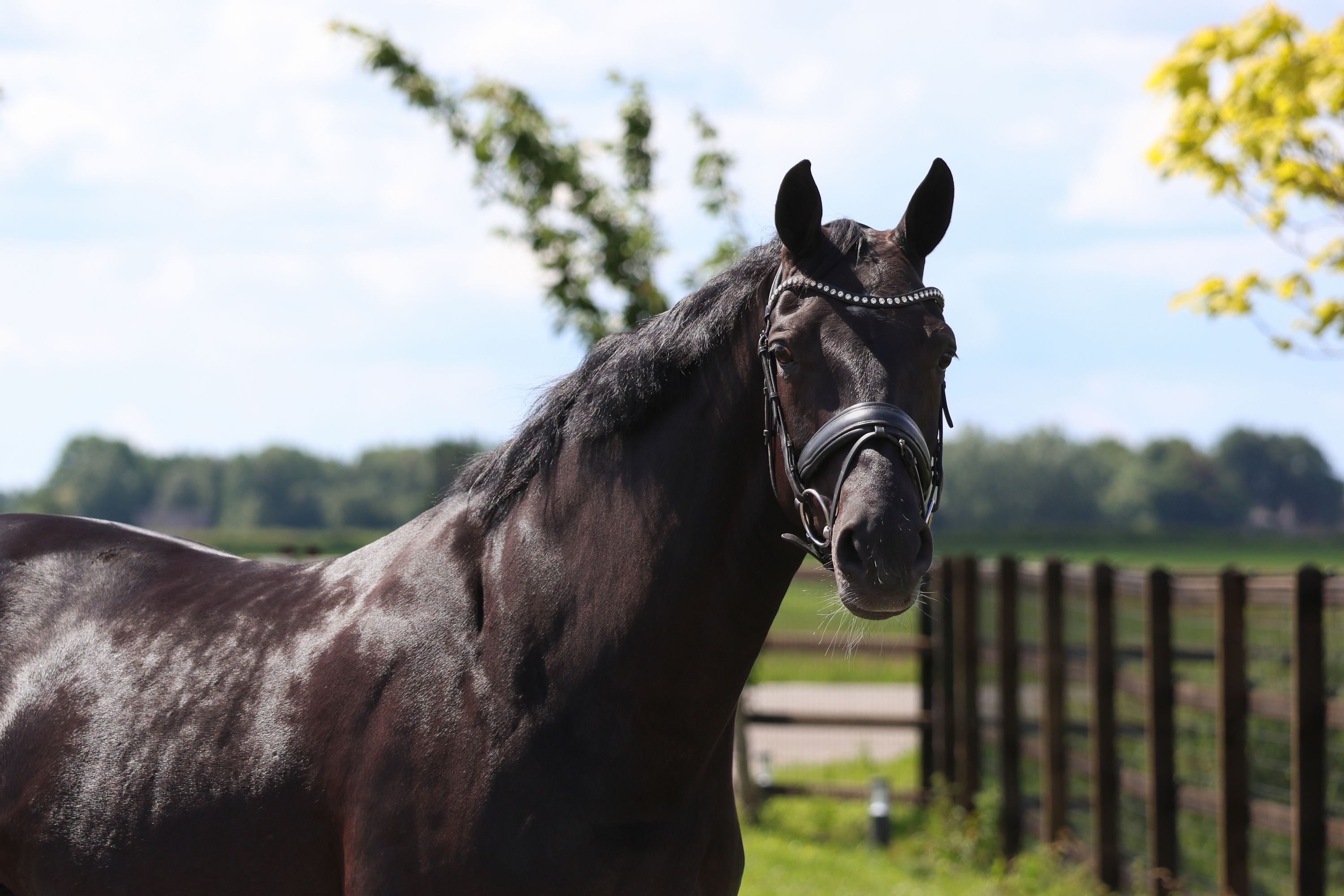 KWPN dressuurpaard merrie 11 jaar zwart te koop - Foto 3