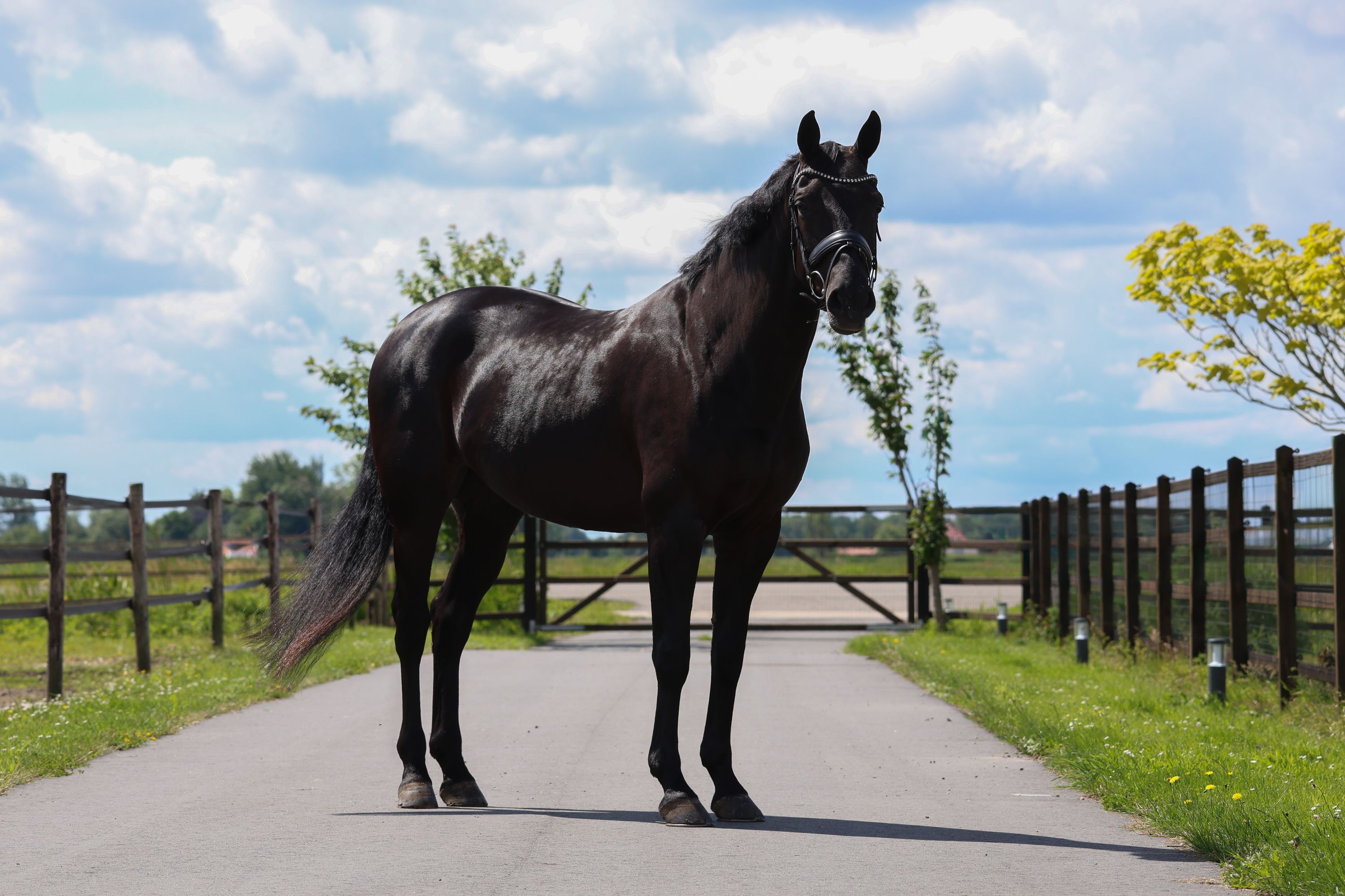 KWPN dressuurpaard merrie 11 jaar zwart te koop - Foto 2