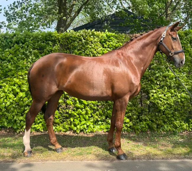 dressuurpaard merrie 15 years old vos for sale - Photo 2