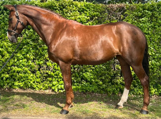 dressuurpaard merrie 15 years old vos for sale - Photo 3