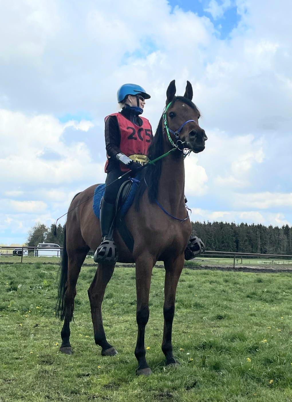 For sale: Clinically and X-ray approved endurance horse
