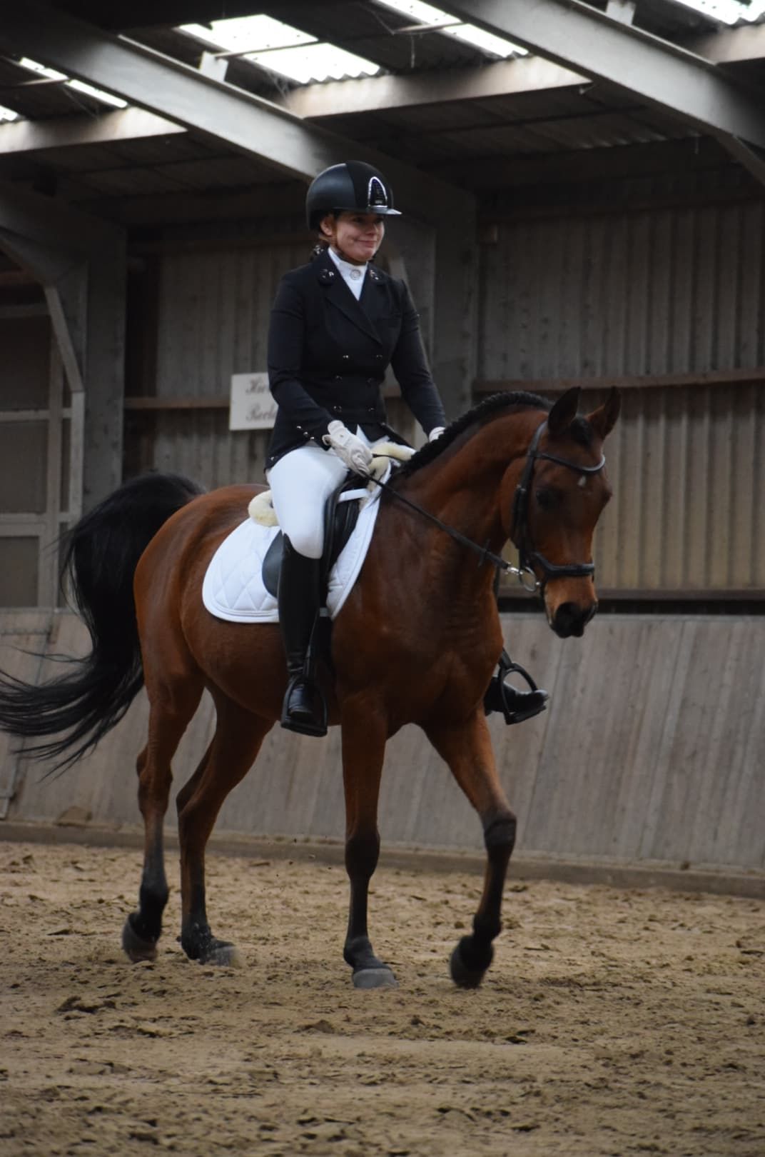arabier endurance-paard ruin 12 years old donkerbruin for sale - Photo 4
