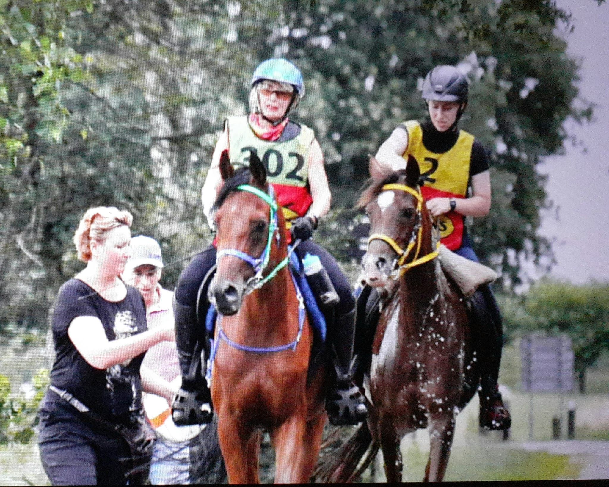 arabier endurance-paard ruin 12 years old donkerbruin for sale - Photo 2