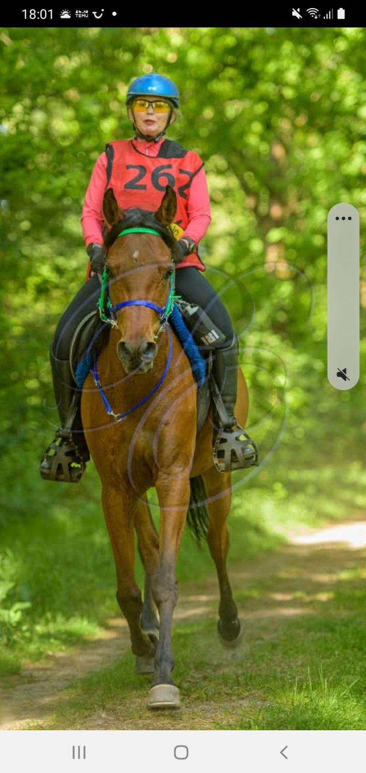 arabier endurance-paard ruin 12 years old donkerbruin for sale - Photo 3