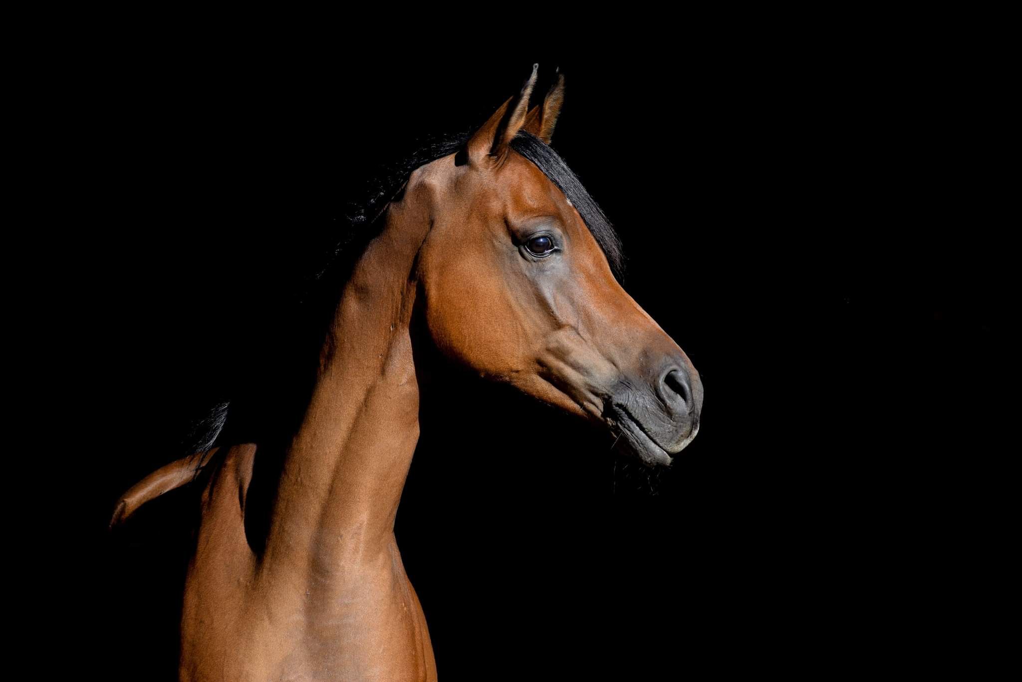 arabier endurance-paard ruin 12 years old donkerbruin for sale - Photo 5