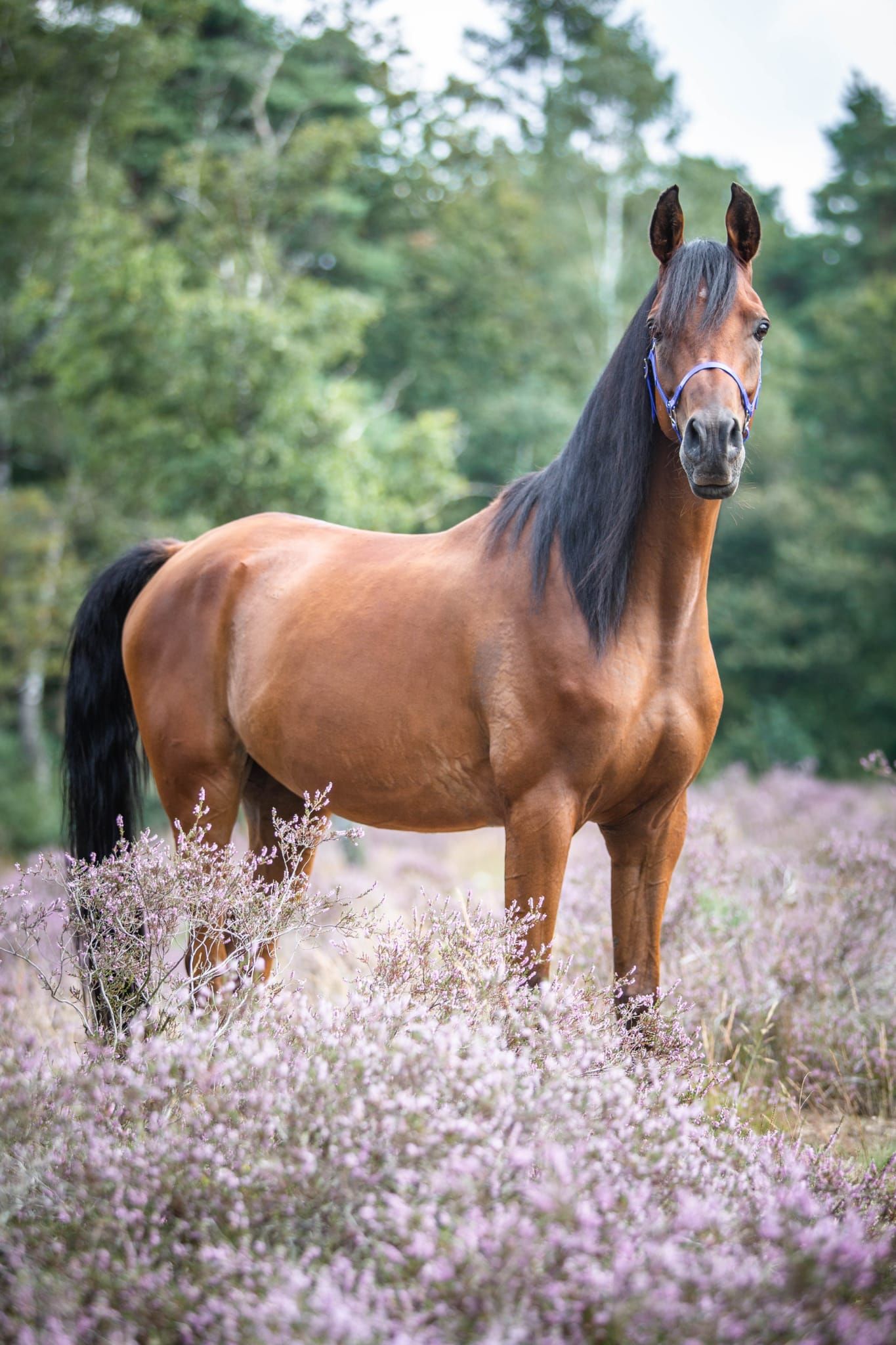 arabier endurance-paard ruin 12 years old donkerbruin for sale - Photo 6