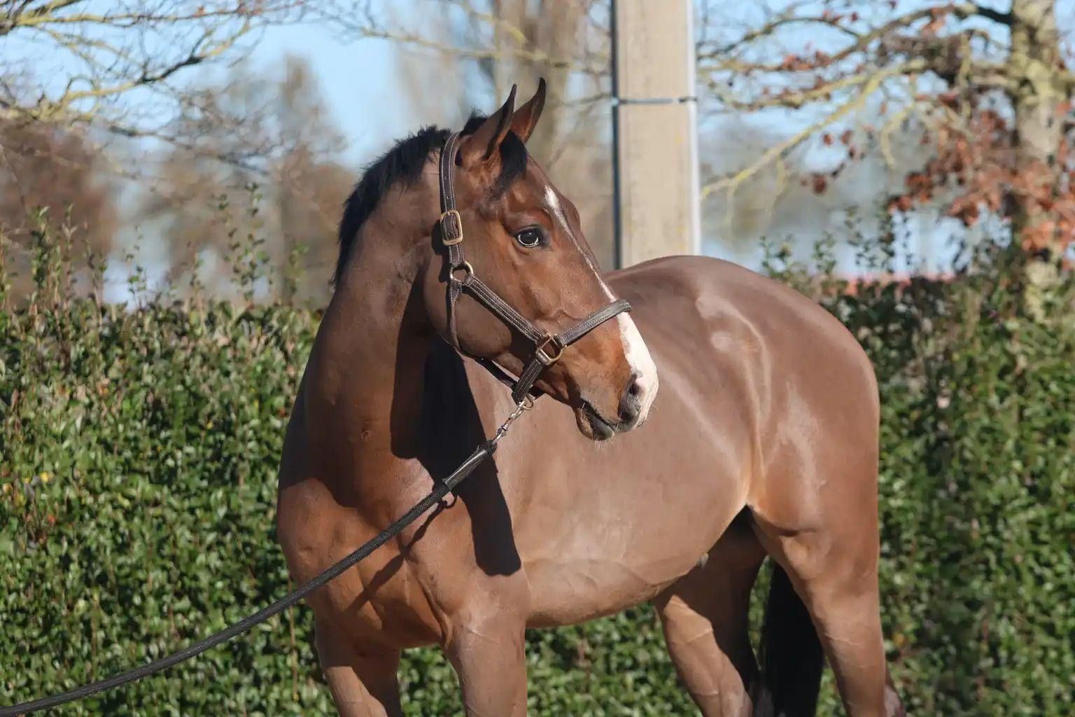 zangersheide springpaard ruin 5 jaar bruin te koop - Foto 3