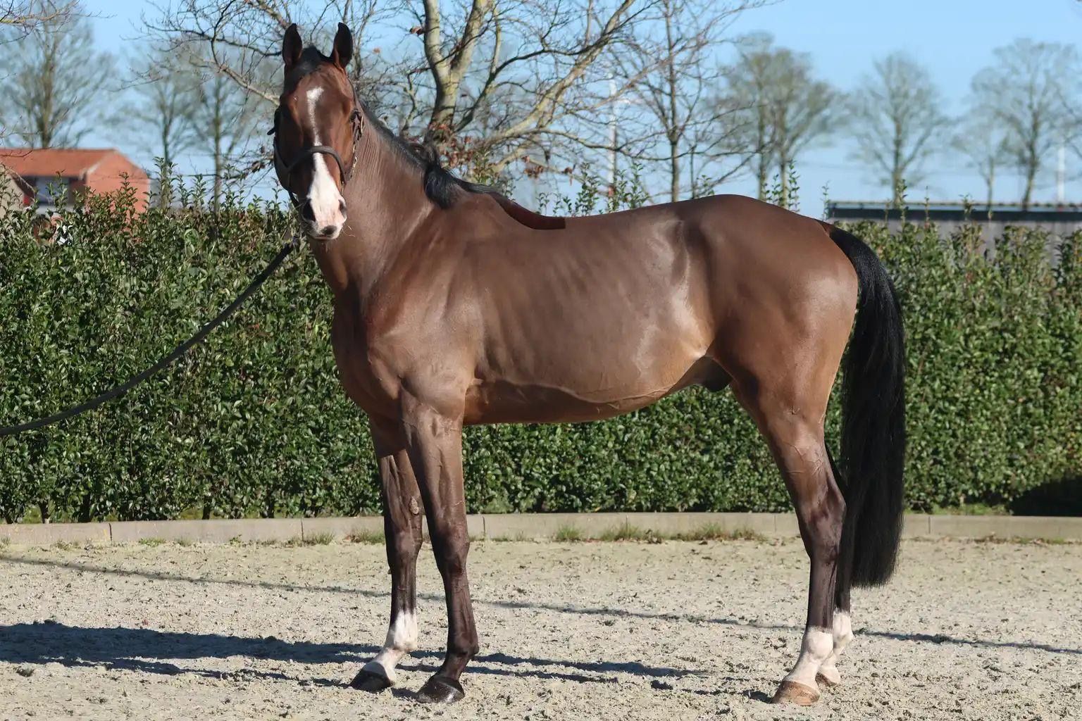 zangersheide springpaard ruin 5 jaar bruin te koop - Foto 4