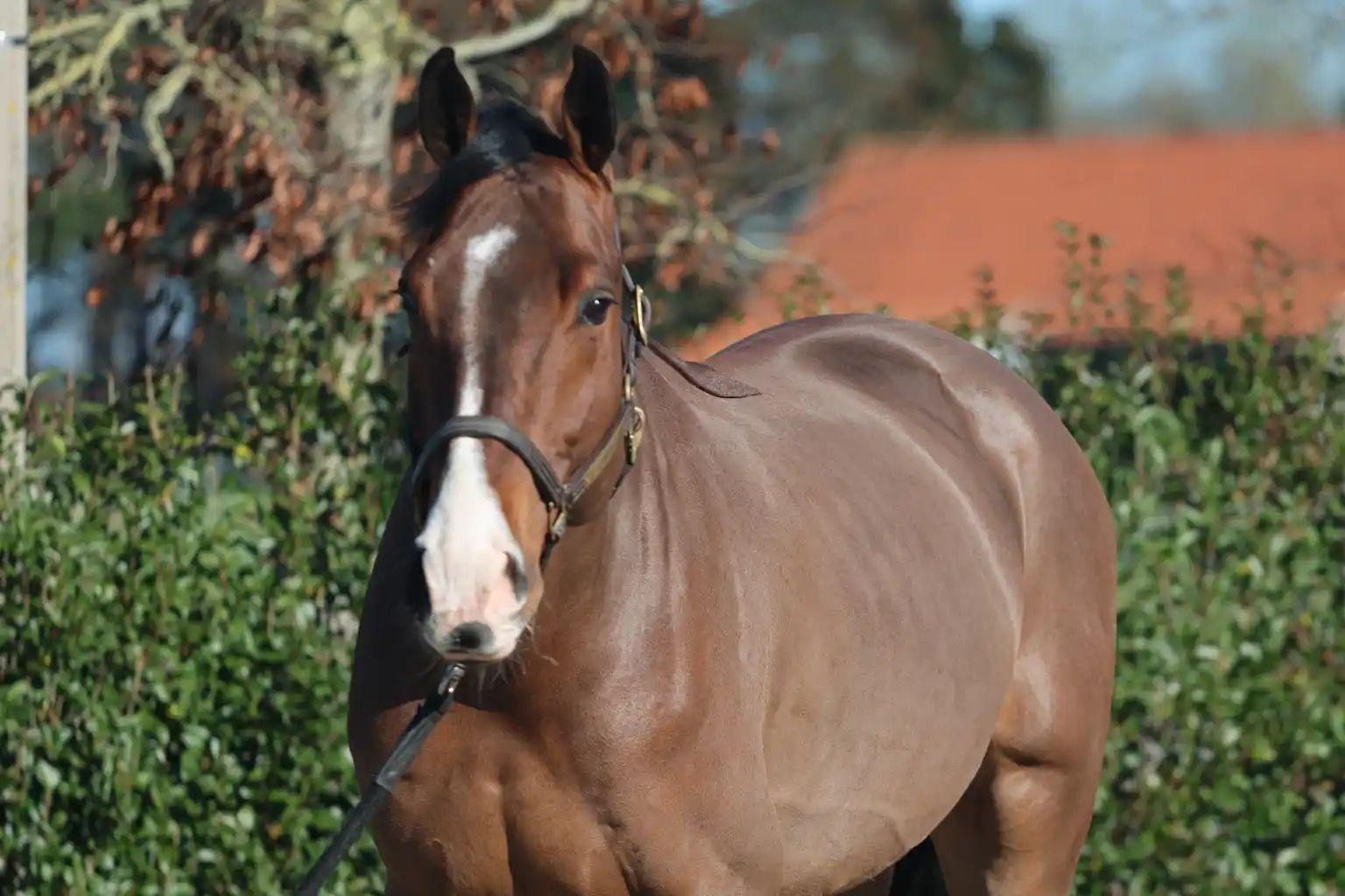 zangersheide springpaard ruin 5 jaar bruin te koop - Foto 2