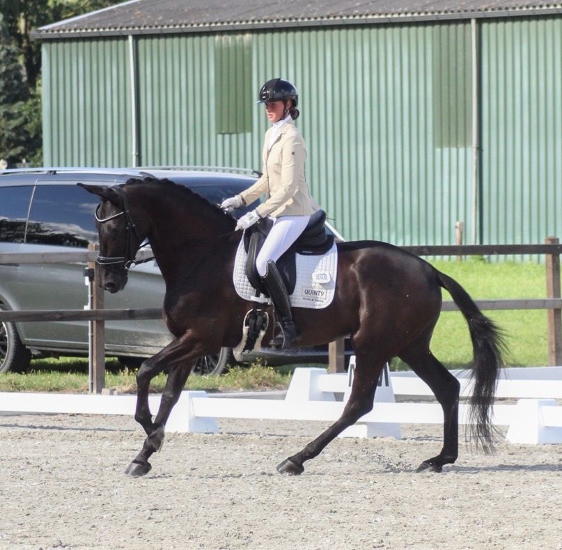 6-year-old mare with a top character!