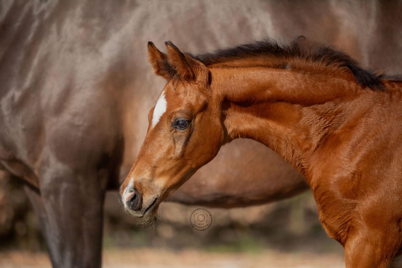 For sale: very appealing colt McLaren N.O.P.T. x Spielberg