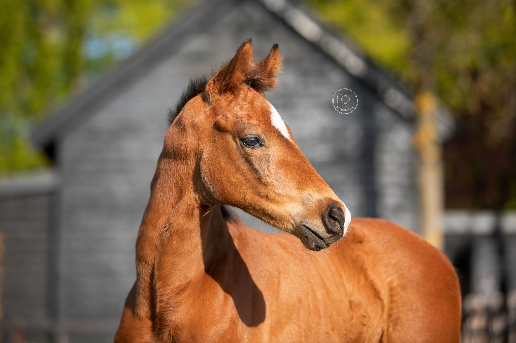 kwpn dressuurpaard hengst 0 years old donkerbruin for sale - Photo 4