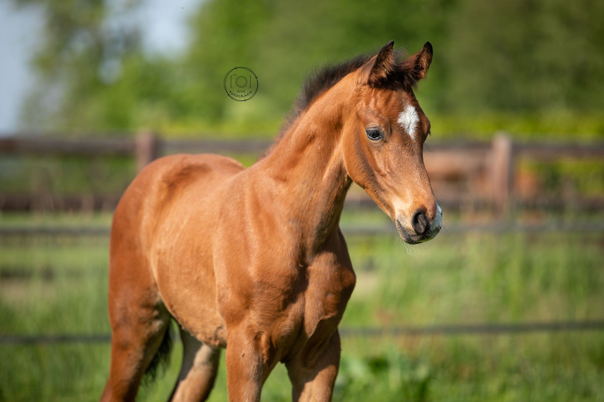 kwpn dressuurpaard hengst 0 years old donkerbruin for sale - Photo 6