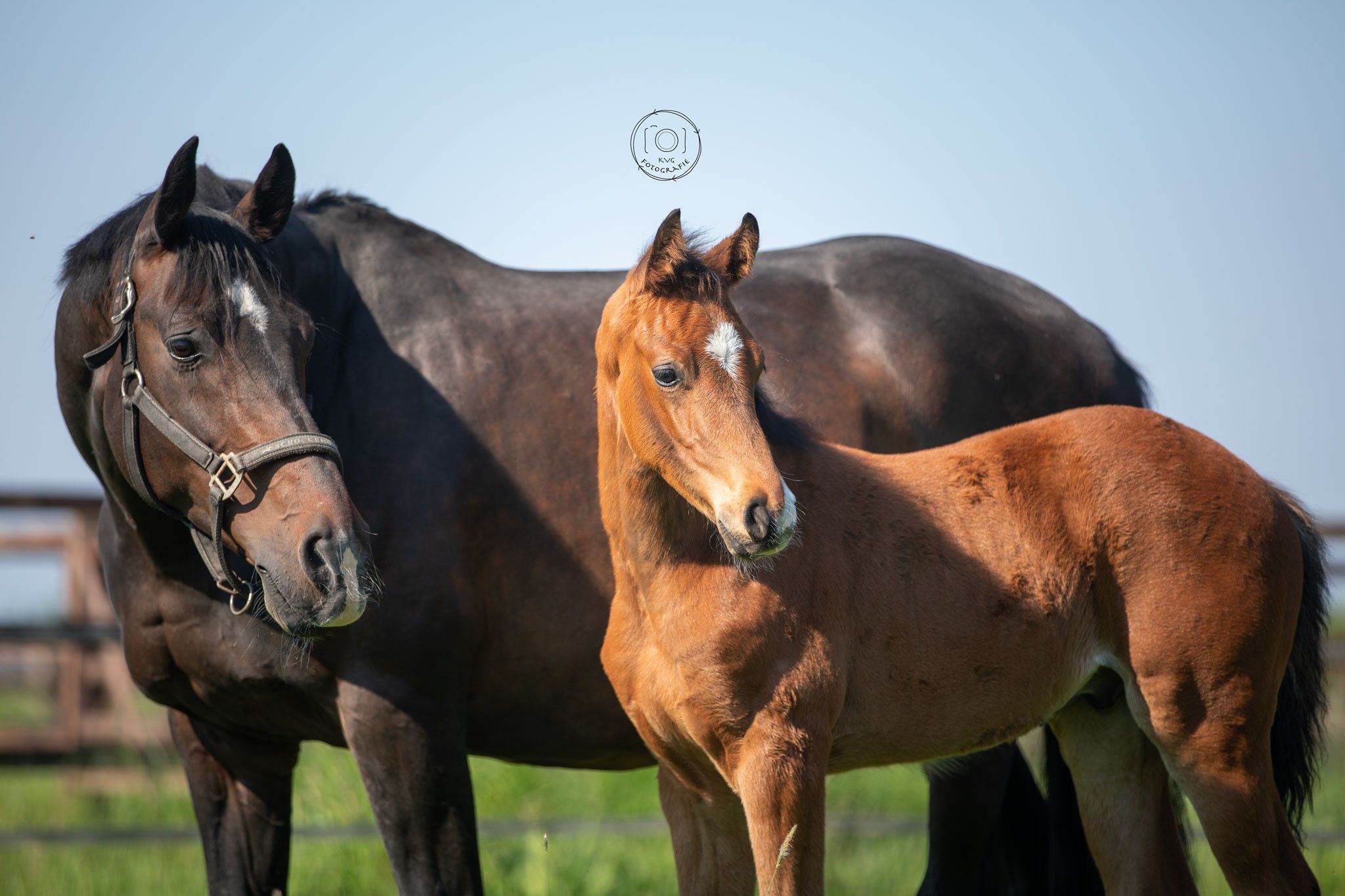 kwpn dressuurpaard hengst 0 years old donkerbruin for sale - Photo 5