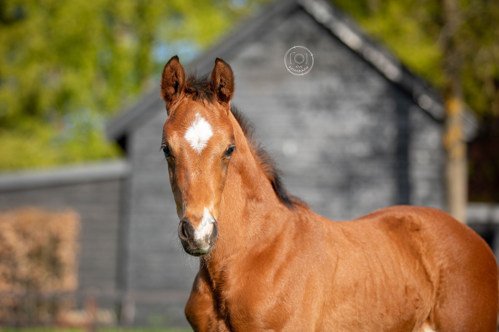 kwpn dressuurpaard hengst 0 years old donkerbruin for sale - Photo 3