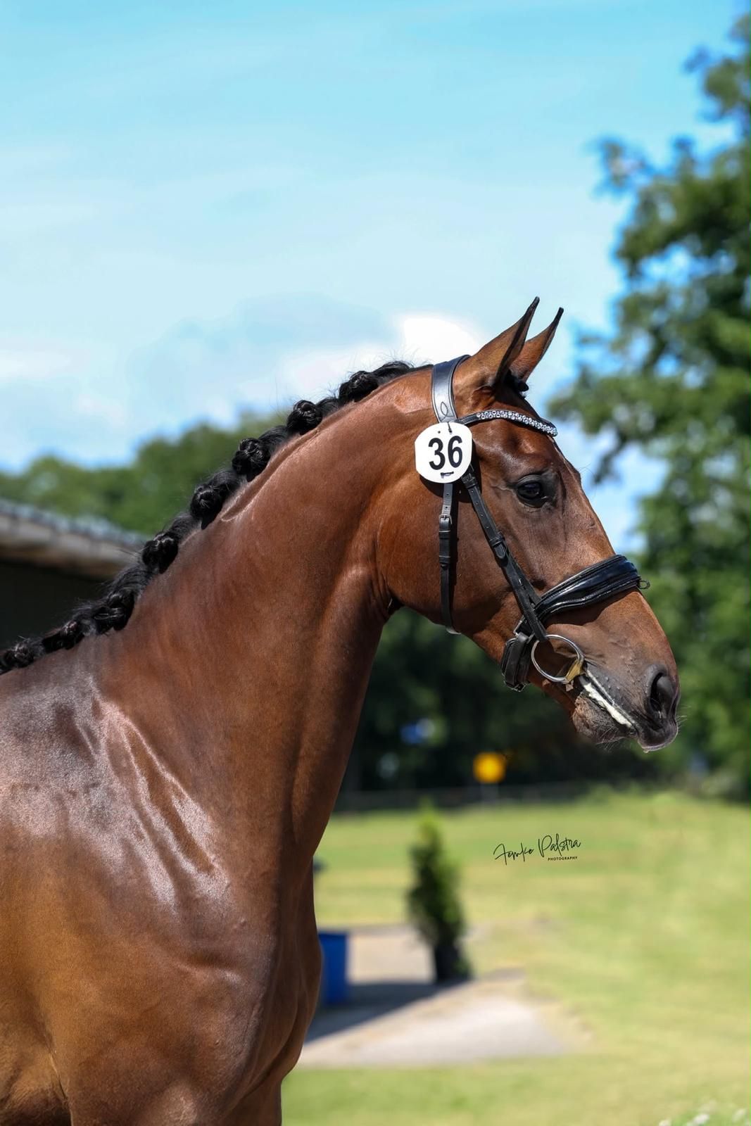 dressuurpaard merrie à vendre - Photo 2